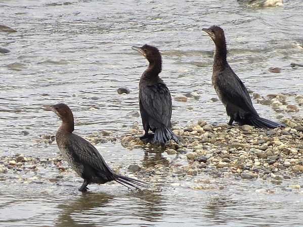 Marangone minore  - Daniele Capello