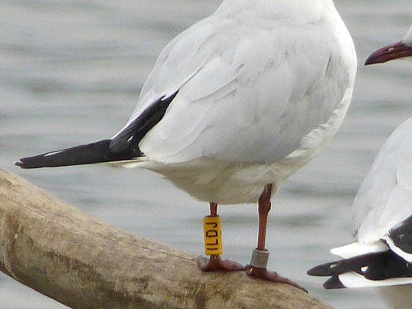 Gabbiano comune  - Daniele Capello