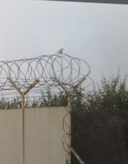 Averla maggiore  - Granai Mariacristina