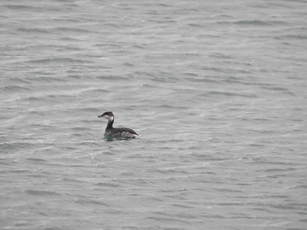 Svasso cornuto  - Andrea Berardi