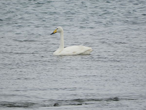 Cigno selvatico  - Andrea Berardi