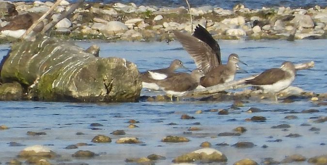 Piro-piro culbianco  - Gloria Feltrin