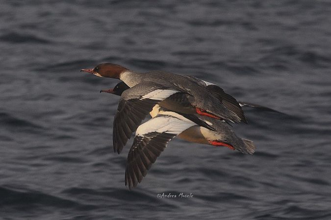 Smergo maggiore  - Andrea Mosele