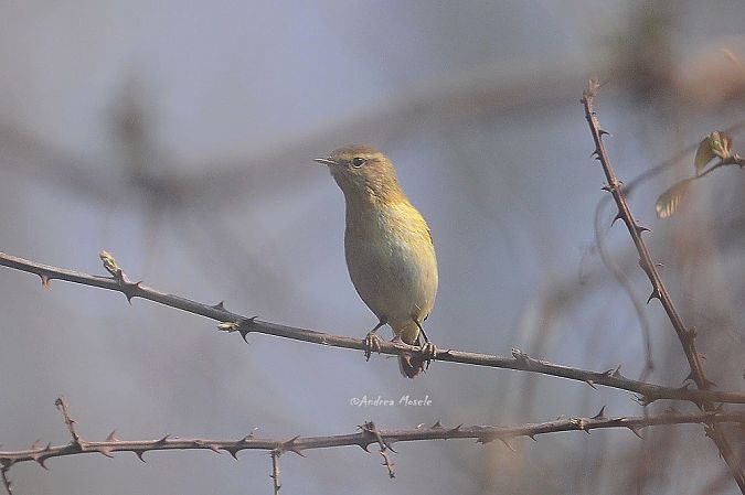 Luì piccolo  - Andrea Mosele