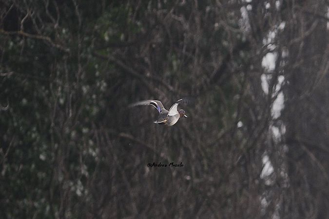 Alzavola  - Andrea Mosele