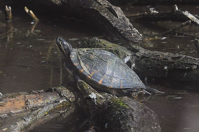 Testuggine palustre dalle orecchie rosse  - Andrea Mosele