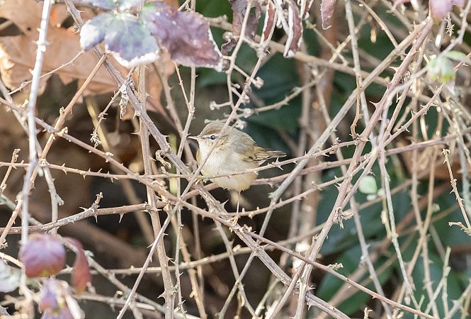 Luì scuro  - Ralph Winkler