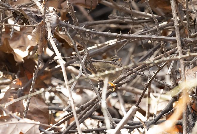 Dusky Warbler  - Ralph Winkler