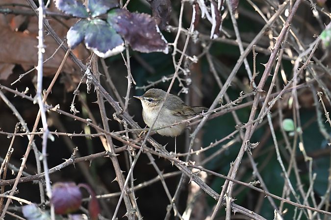 Luì scuro  - Philipp Rauscher