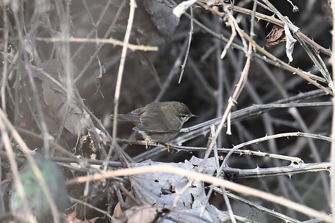 Luì scuro  - Philipp Rauscher