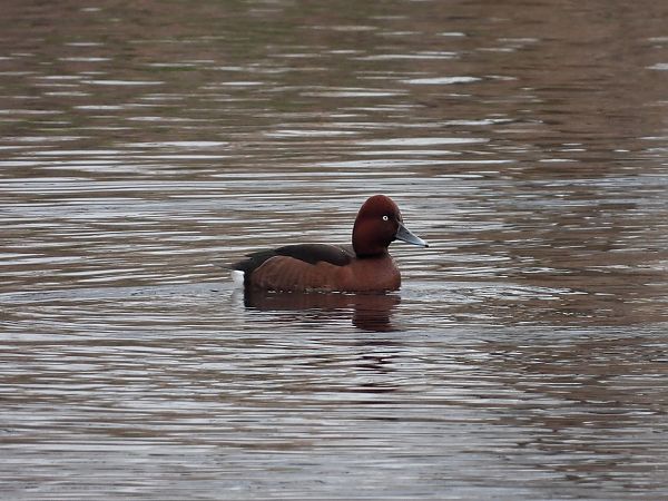 Moretta tabaccata  - Diego Volonte'