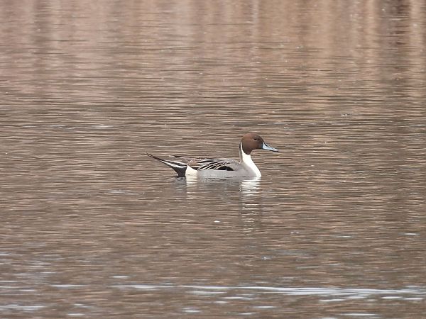 Codone  - Diego Volonte'