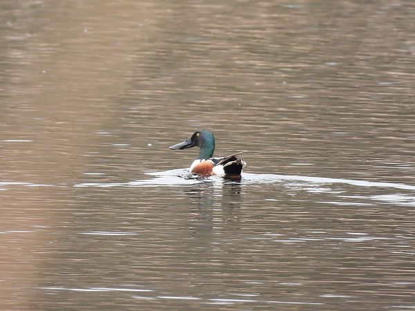 Mestolone  - Diego Volonte'