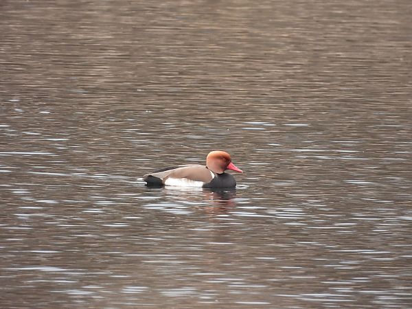 Fistione turco  - Diego Volonte'