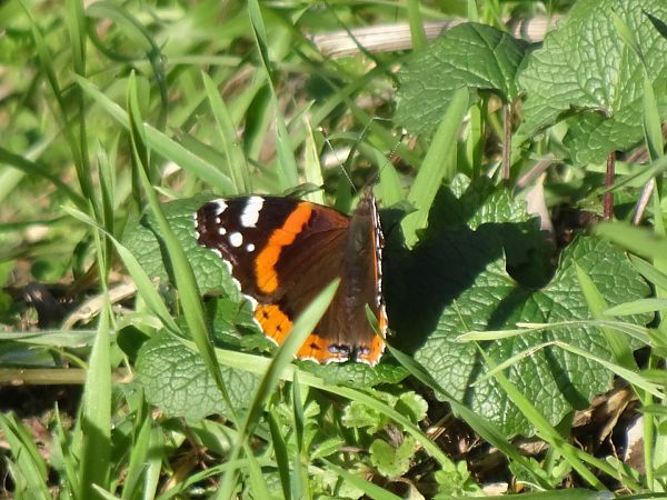 Red Admiral  - Francesco Valle