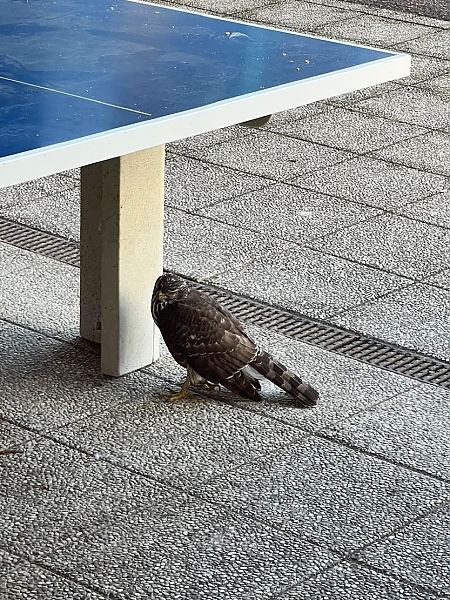 Astore  - Florian Gasser