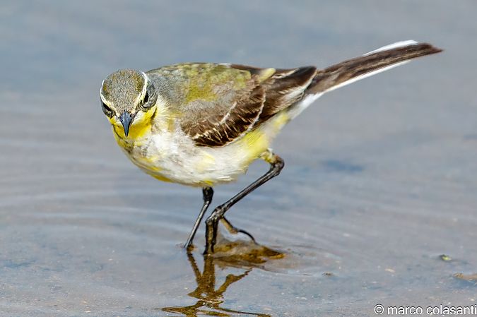 Cutrettola del Pacifico  - Marco Colasanti