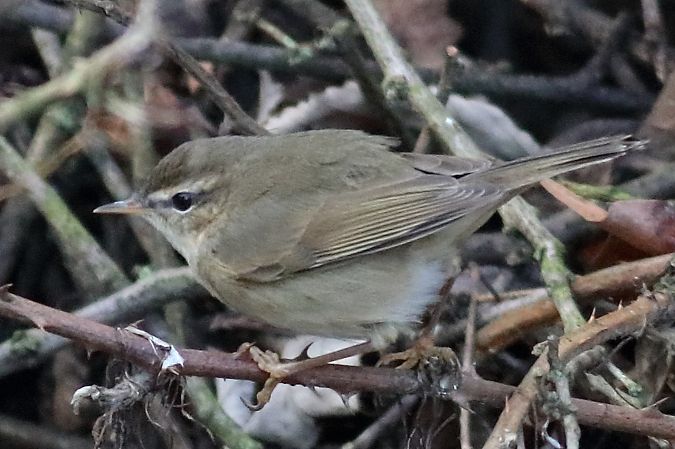 Dusky Warbler  - Paolo Zonta