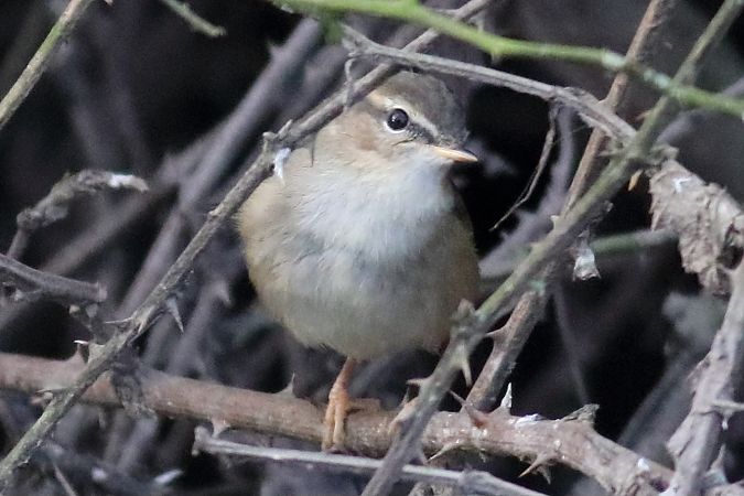 Luì scuro  - Paolo Zonta