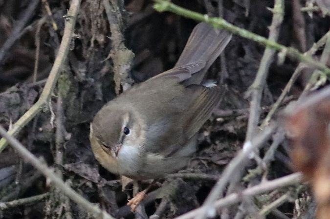 Luì scuro  - Paolo Zonta