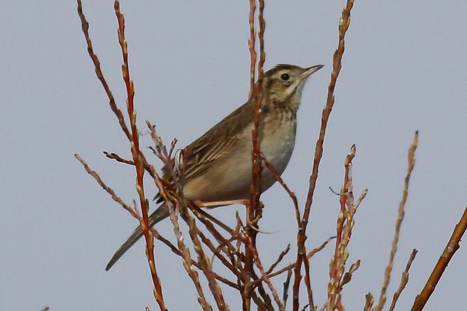 Calandro maggiore  - Paolo Zonta