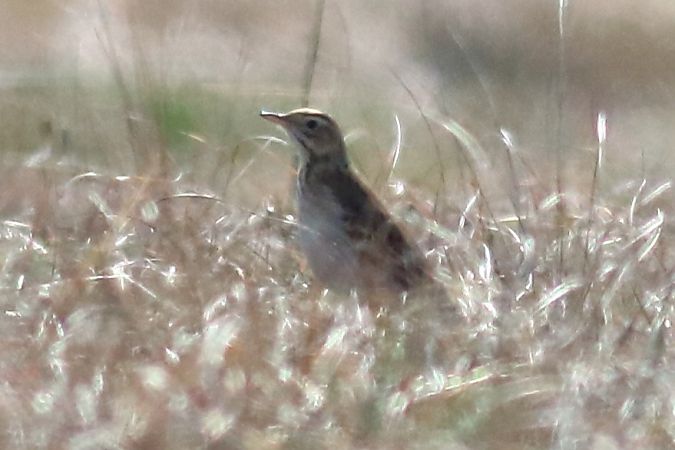 Calandro maggiore  - Paolo Zonta