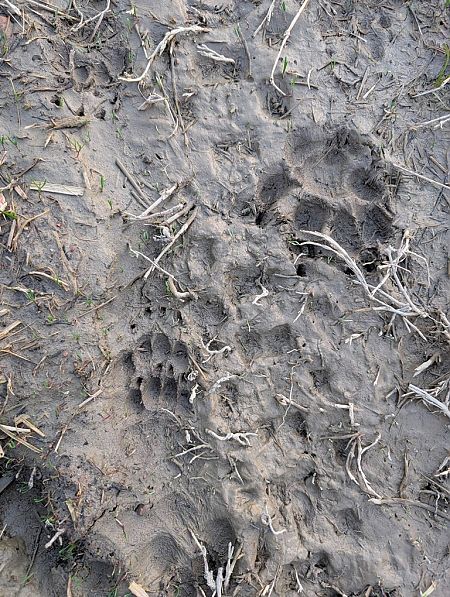 Tasso  - Sergio Mantovani