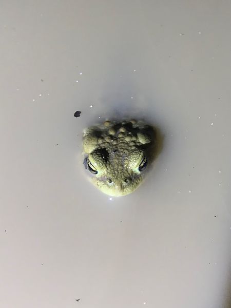 Rospo comune  - Enrico Pavan