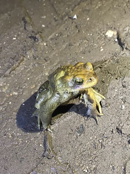 Rospo comune  - Enrico Pavan