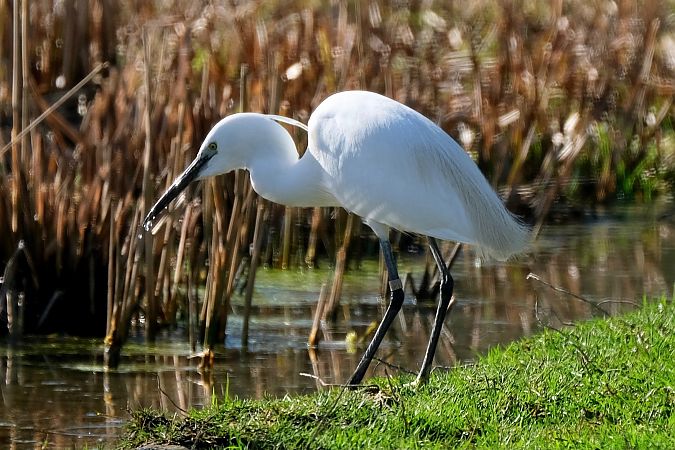 Garzetta  - Enrico Pavan