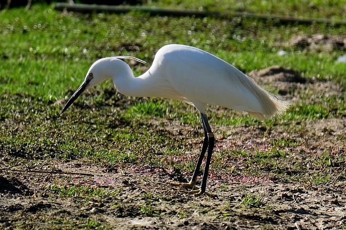 Seidenreiher  - Enrico Pavan