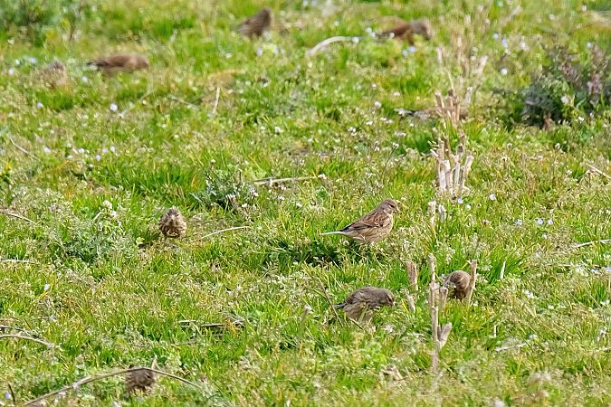 Fanello  - Enrico Pavan