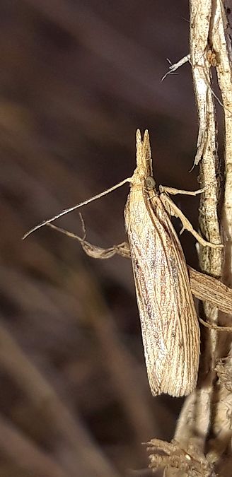 Ematheudes punctella  - Michele Cento