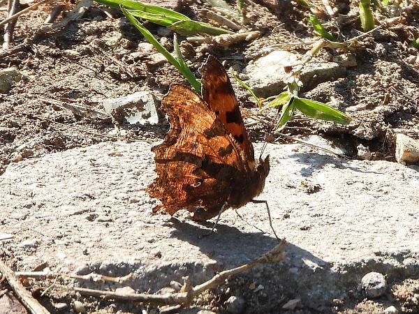 Polygonia c-album  - Michele Cento