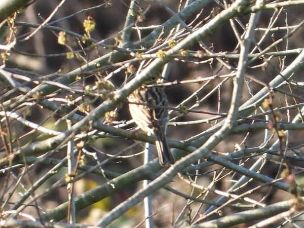 Zigolo nero  - Michele Cento