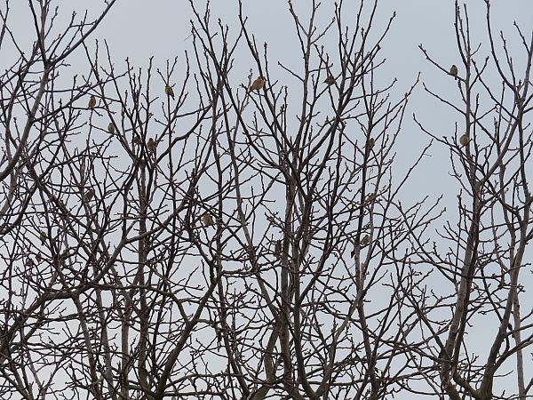 Verzellino  - Massimo Perinotto