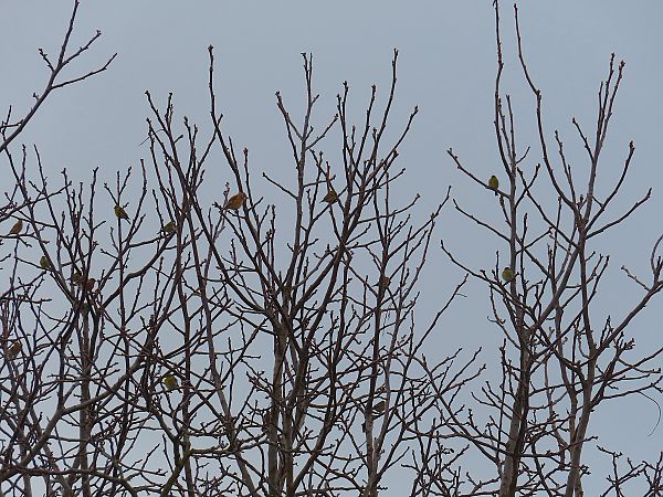 Verzellino  - Massimo Perinotto