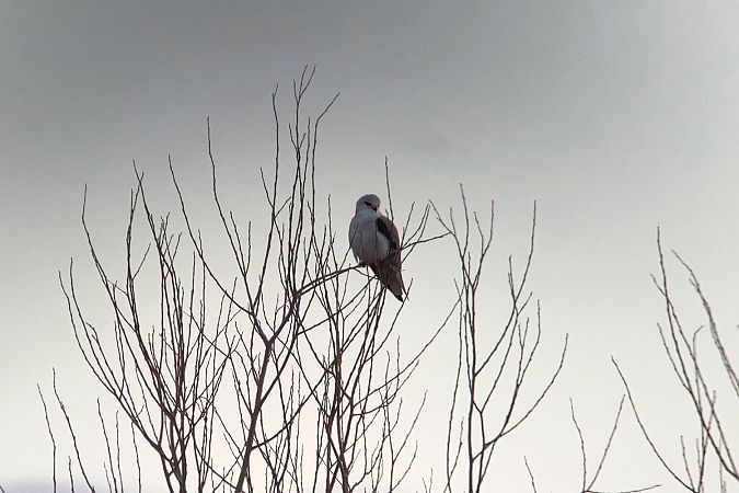 Nibbio bianco  - Ivano Candon