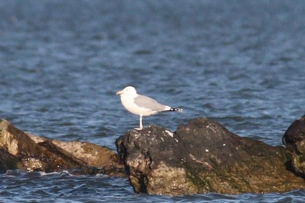 Gabbiano pontico  - Guido Premuda