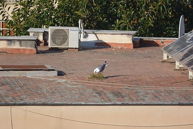 Gabbiano reale  - Spatafora Mauro