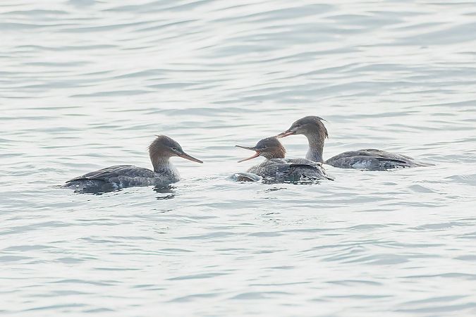 Smergo minore  - Stefano Sarrocco (RL)