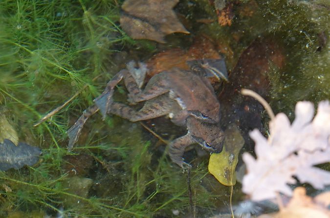 Italian Stream Frog  - Stefano Sarrocco (RL)