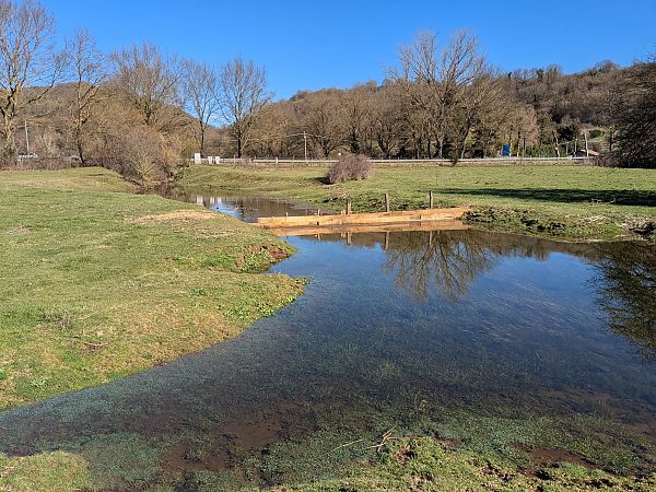 Rana dalmatina  - Stefano Sarrocco (RL)