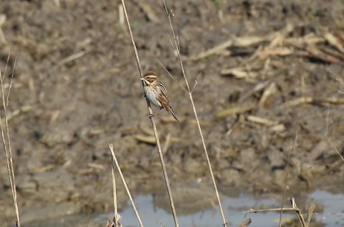 Migliarino di palude  - Alessio Mannello