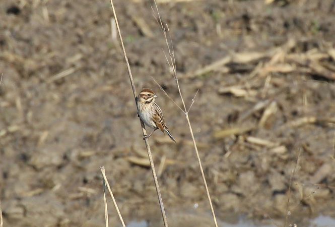 Migliarino di palude  - Alessio Mannello