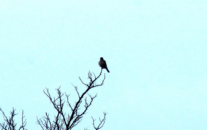 Gheppio  - Alessio Mannello