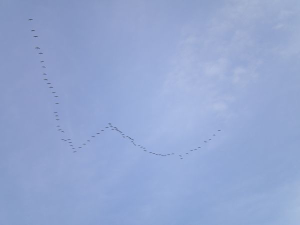 Gru  - Alessio Mannello