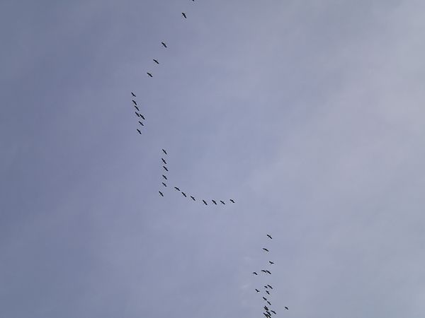 Gru  - Alessio Mannello