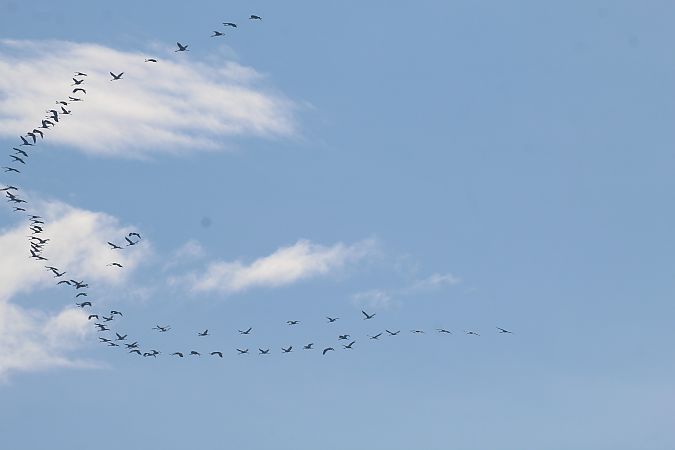 Gru  - Alessio Mannello