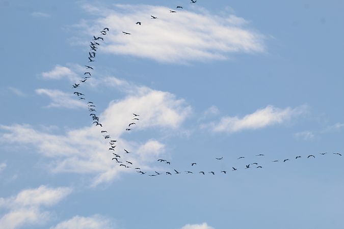 Gru  - Alessio Mannello